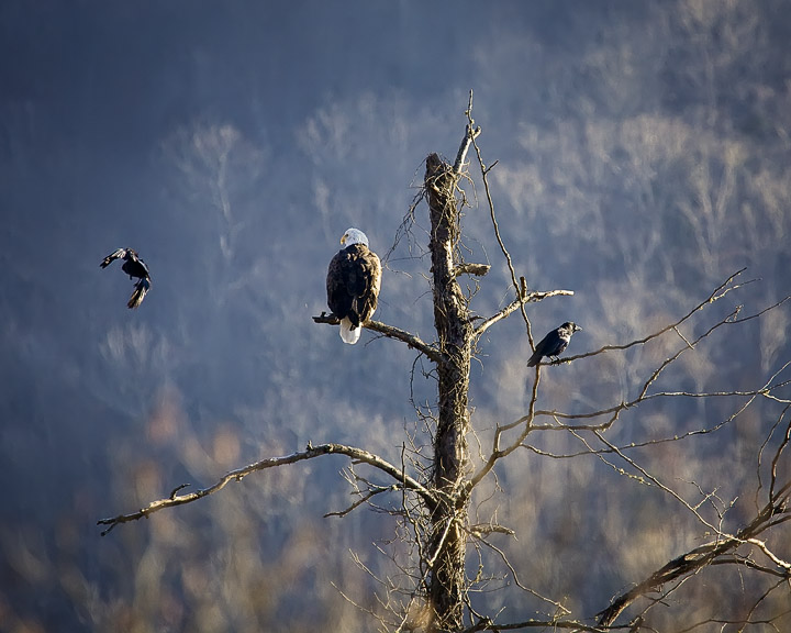 Bald Eagle Being Harassed by Crows