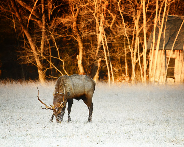 Bull Elk Grazing at First Light