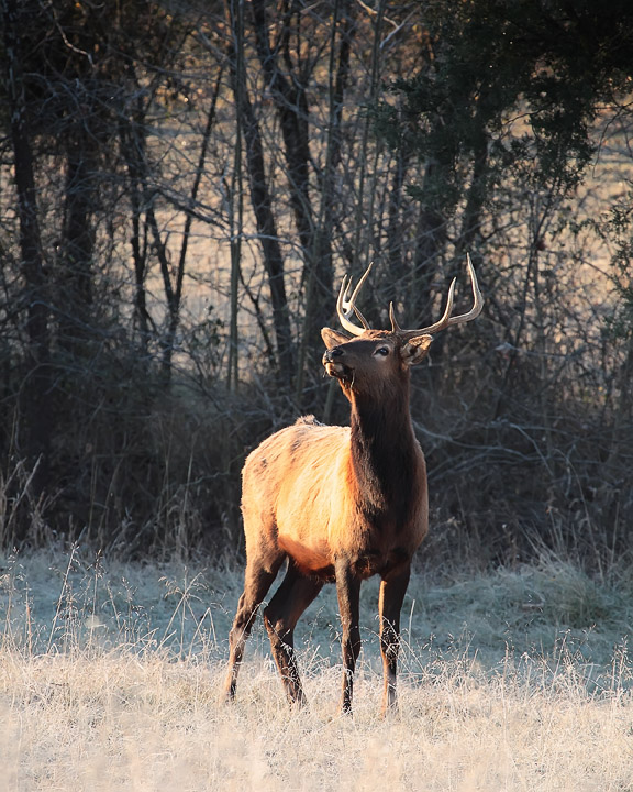 Shag Elk Sniffing Air