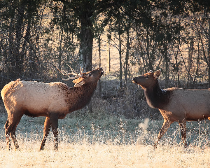 Shag Elk and Cow