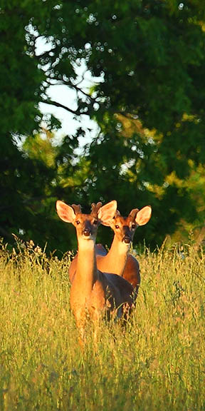 Morning Whitetail Bucks in Velvet, May 2009