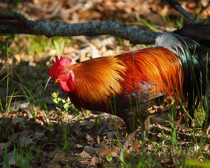 Free Ranging Rooster