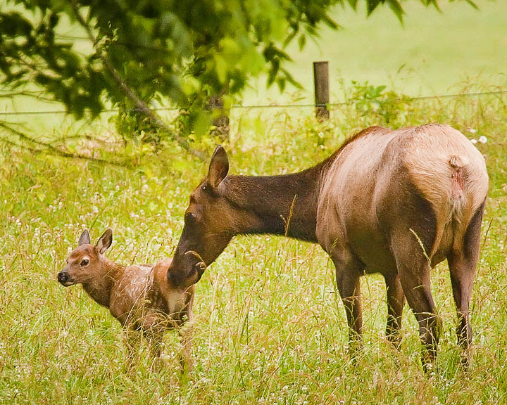 Newborn Elk Calf, Buffalo National River