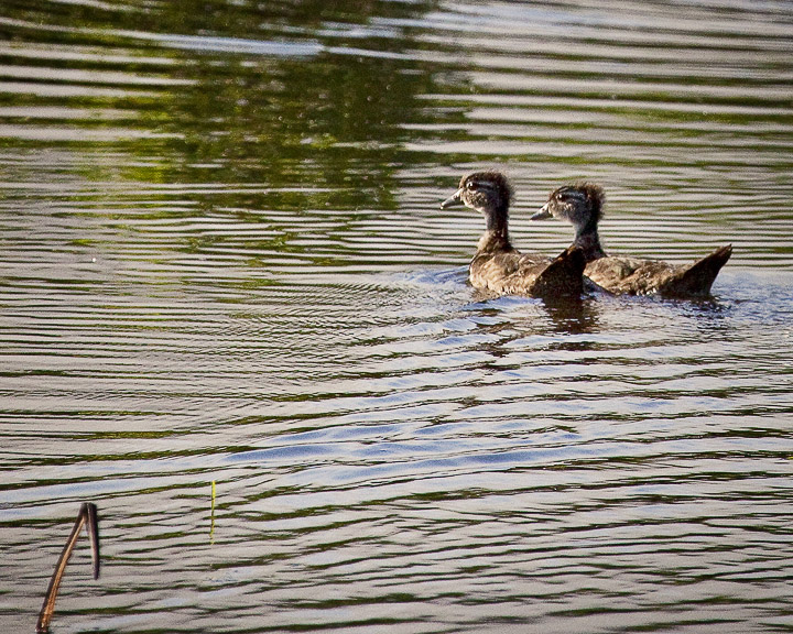 Baby Wood Ducks, Boxley Mill Pond, Buffalo National River