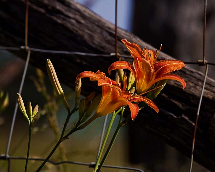 Tiger Lillies by Fence