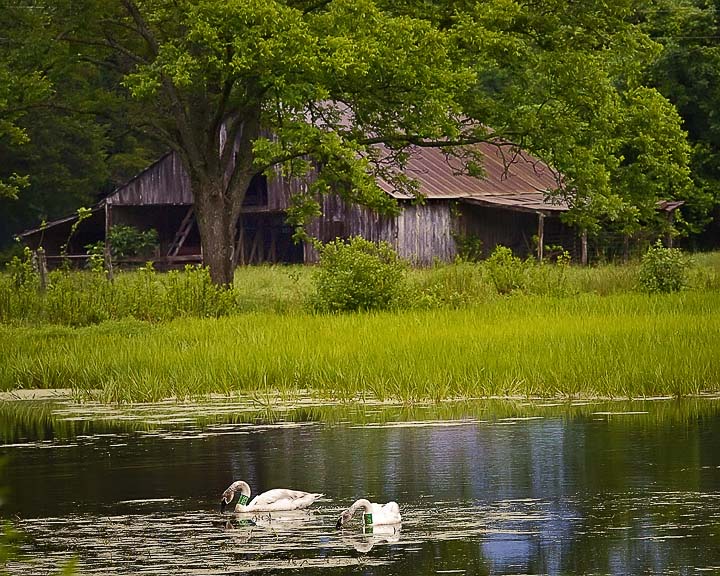 Old Barn and Trumpeter Swans, Boxley Valley, Buffalo National River