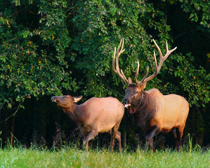 Rutting Elk in Boxley Valley, Buffalo National River