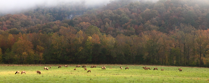 Elk Grazing in Field by Boxley