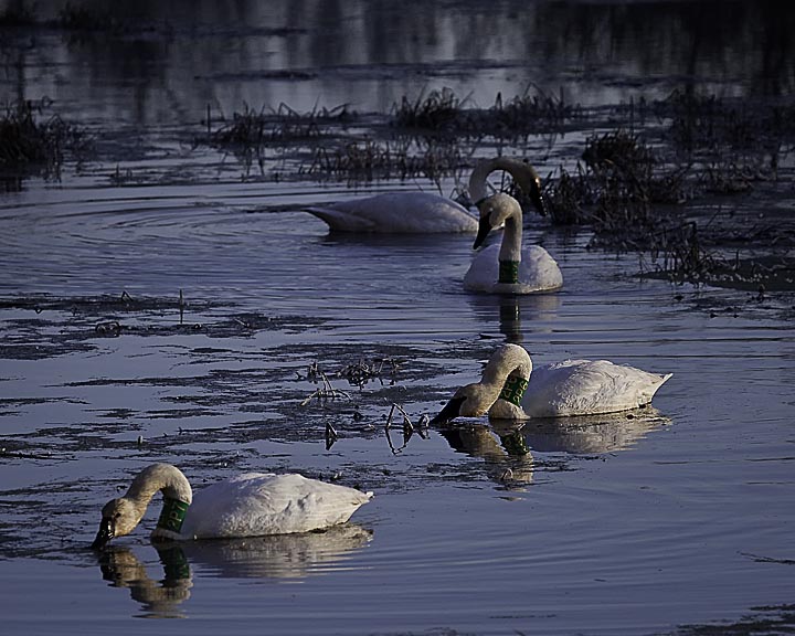 87101 boxley mill pond swans web.jpg