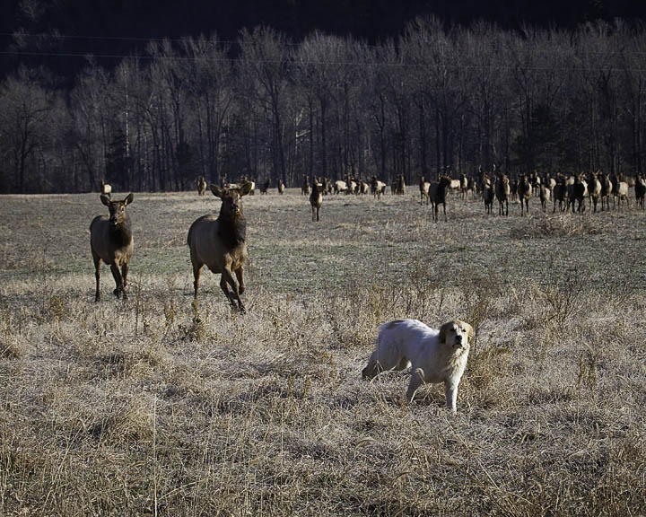 Cow Elk Chasing Off Dog