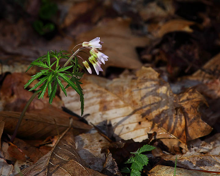 94891 toothwort and shadow.jpg