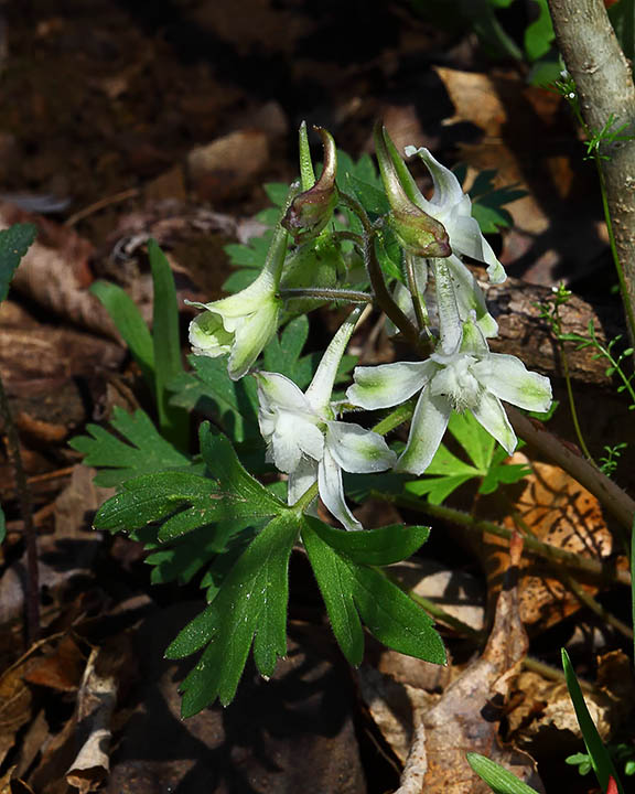 97092 white dwarf larkspur 8x10 web.jpg