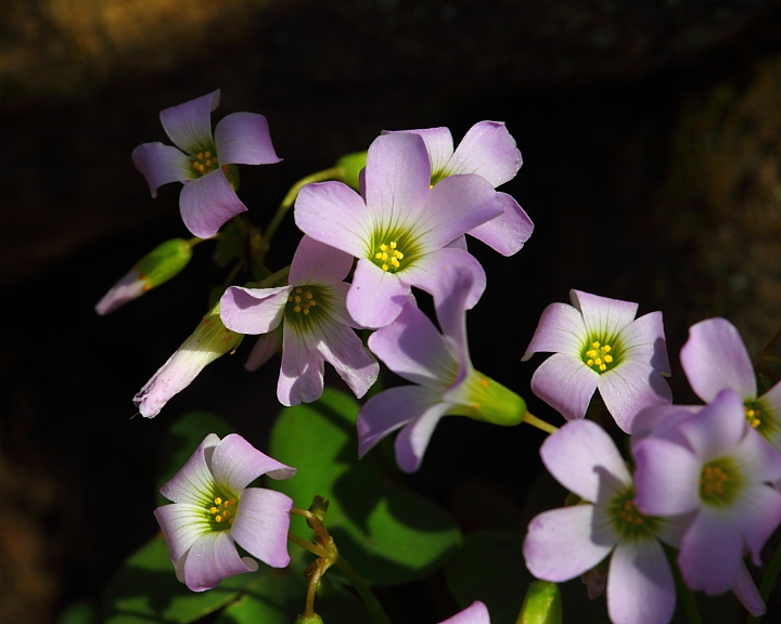 96685 violet wood sorrel up close 8x10 web.JPG