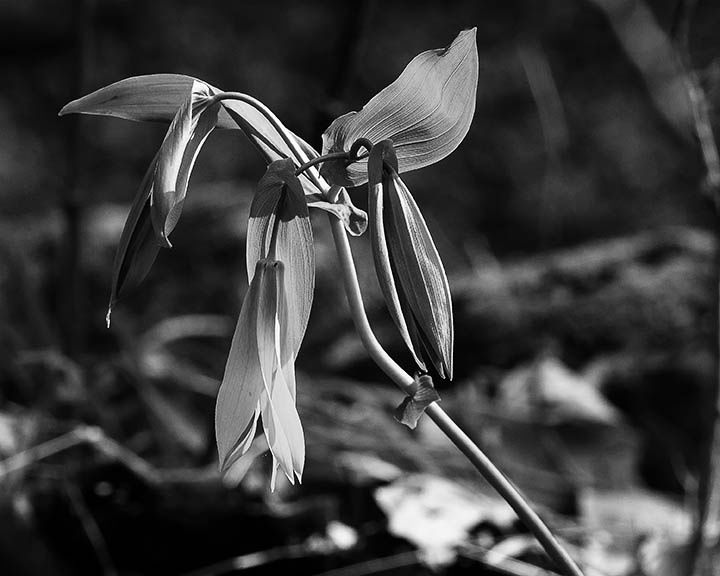 97459 large bellwort 8x10 bw web.jpg