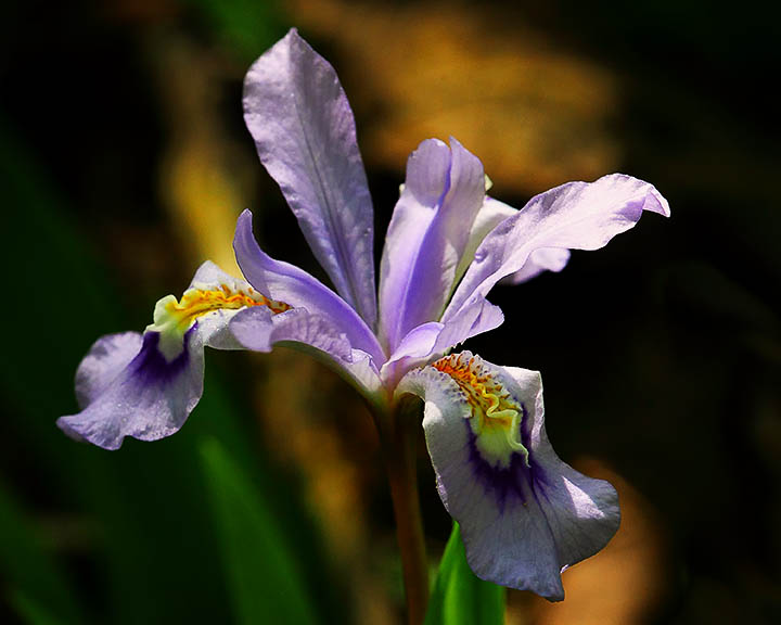99812 crested iris 8x10 web.jpg