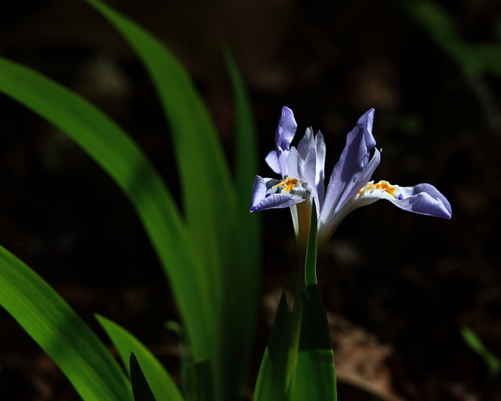 99806 blooming crested iris 8x10 web.JPG