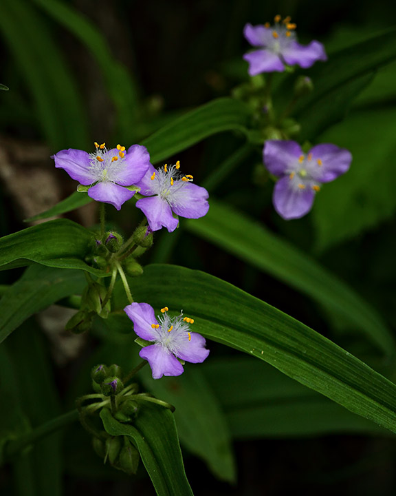 101151-five-lavender-spiderworts-8x10-web.jpg