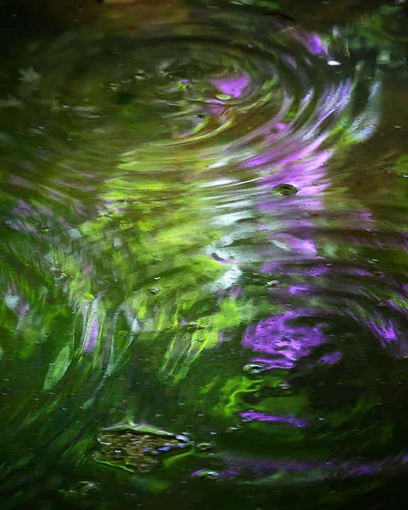 103458-woodland-pool-and-tadpole-ripples-8x10-web.jpg