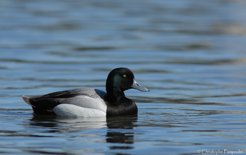 Greater scaup