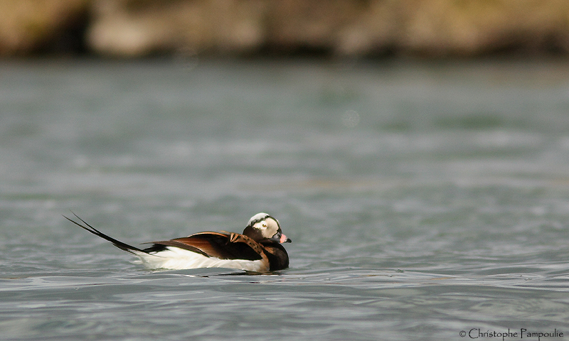 Long-tailed duck