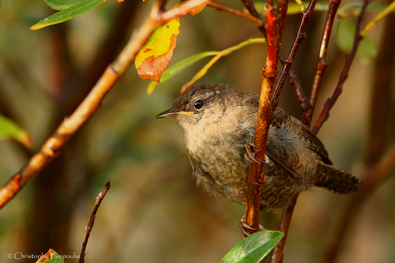 Eurasian wren (sub.sp. islandicus)