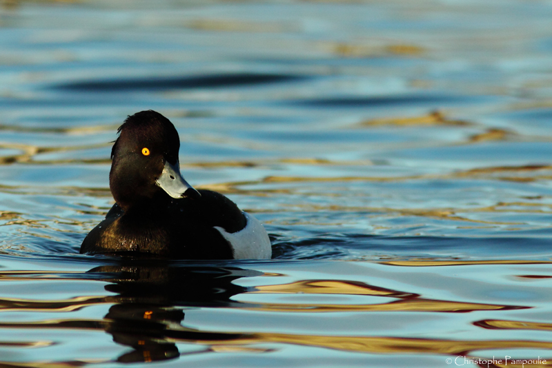 Tufted duck