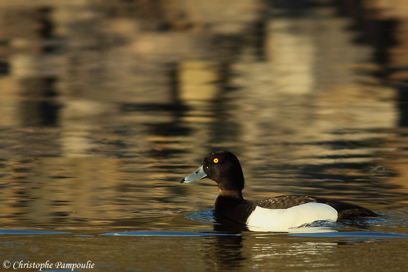 Tufted duck