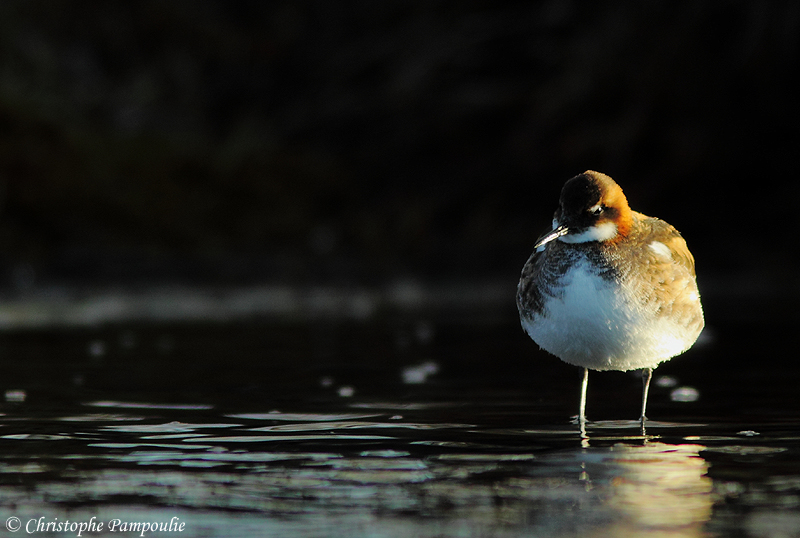 Red-necked phalarope