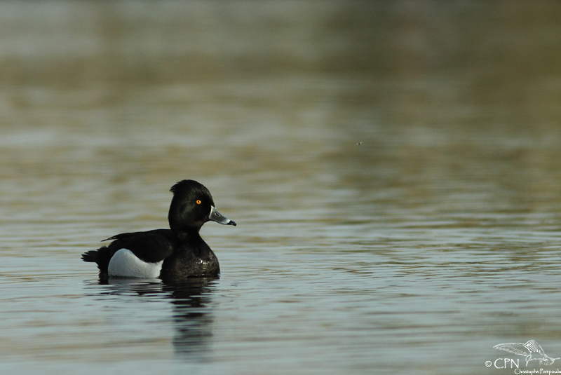 Hybrid tufted duck x ring-necked duck