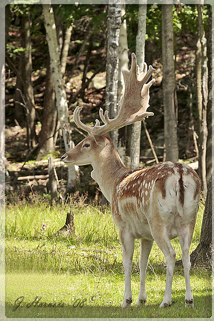 Daim [Parc Omega]