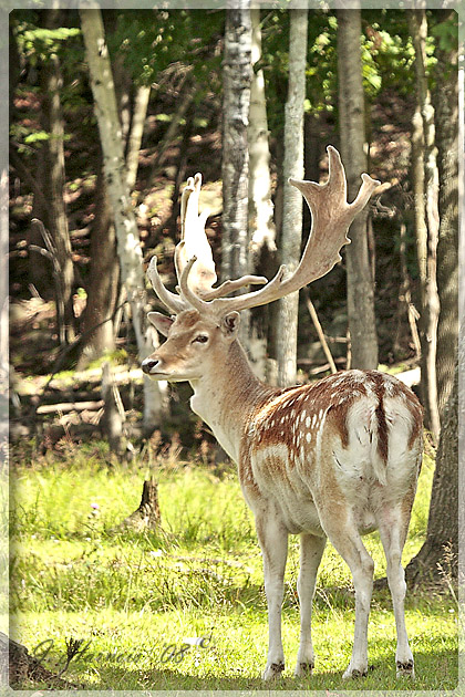 Daim [Parc Omega]