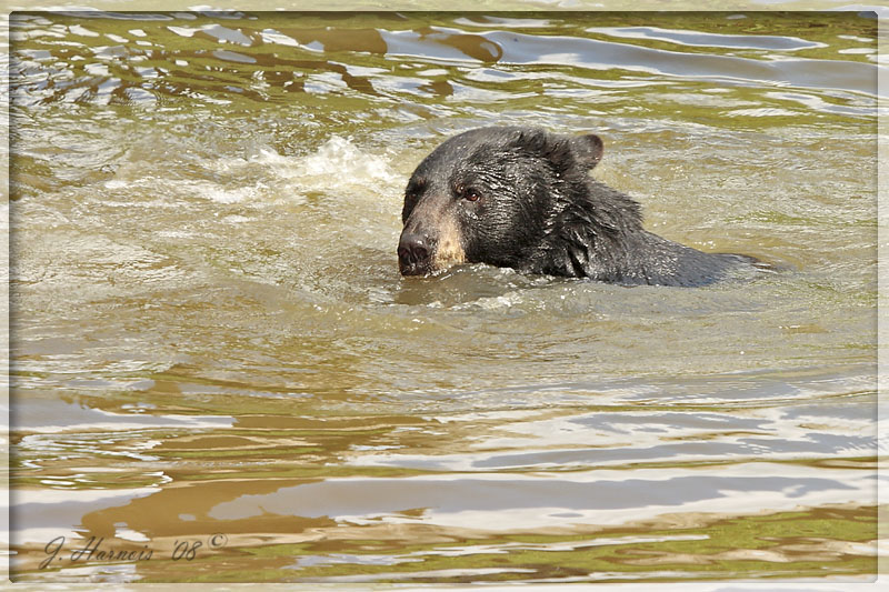 Ours Noir
