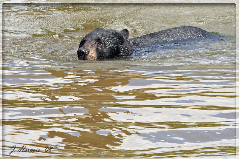Ours Noir