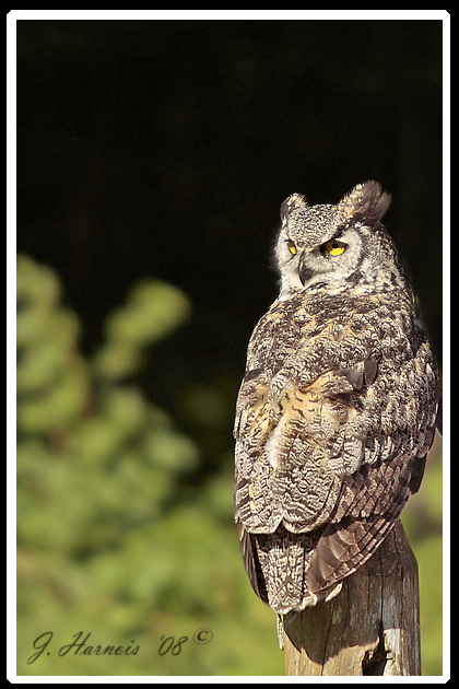 Grand Duc