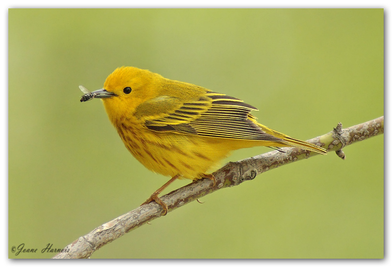 Paruline jaune