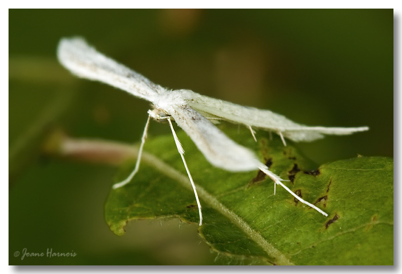 Papillon [Hellinsia Homodactyla]