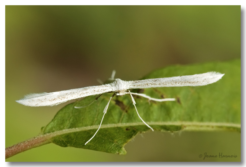 Papillon [Hellinsia Homodactyla]