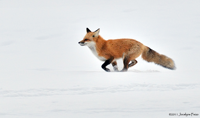 Renard roux / Red Fox