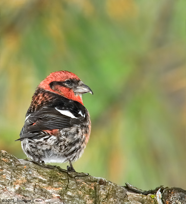 Bec-crois bifasci / White-winged Crossbill