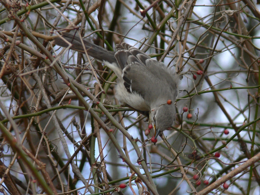 Mockingbird eating berries