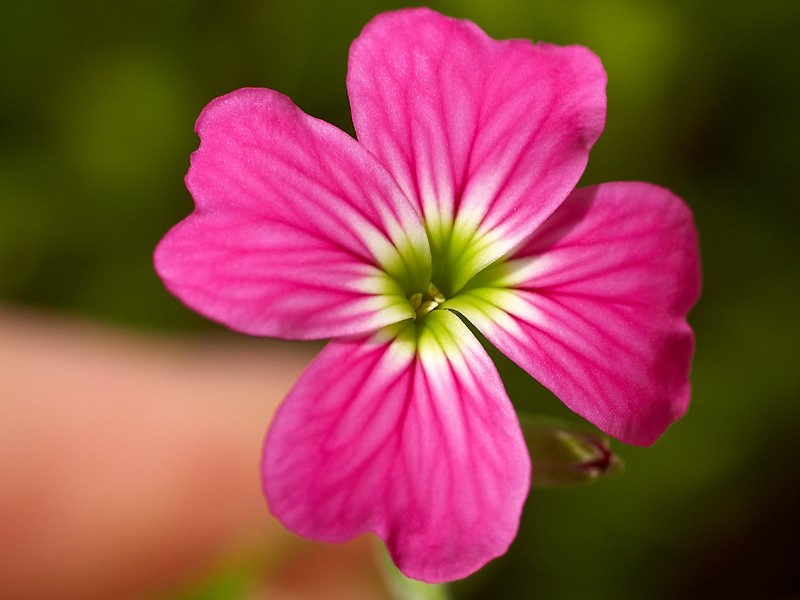 2009-06-13 A flower a day in June 13