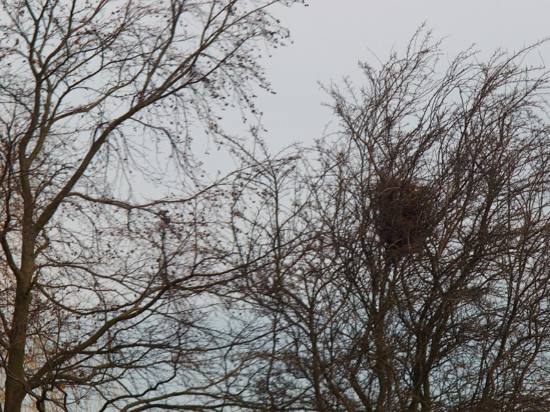 2010-04-11 Birds nest