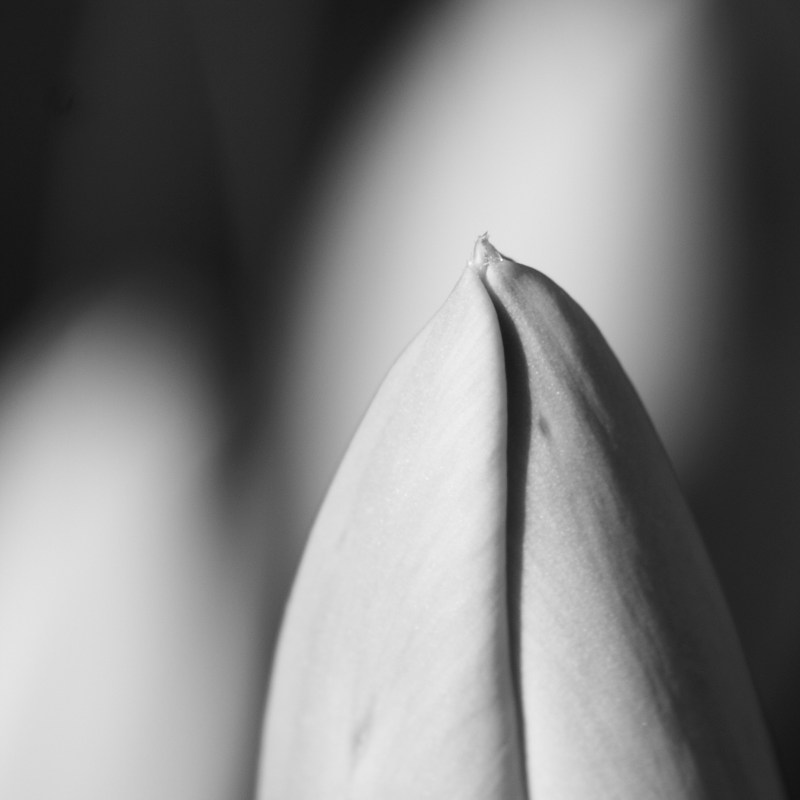 Tulip
