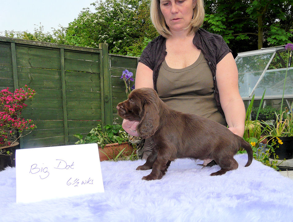 Lilly pups 203.JPG