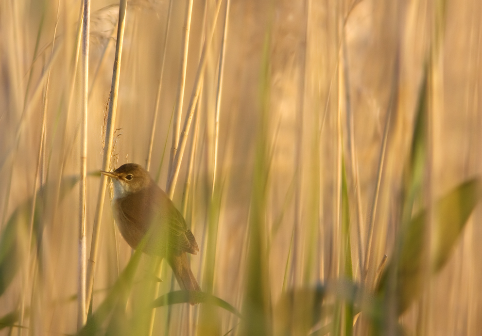 reed warbler