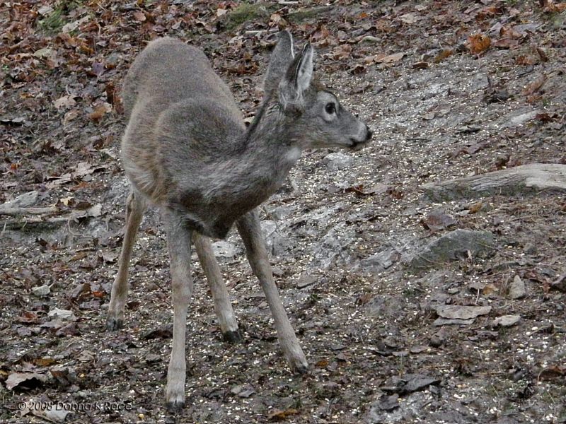 One of the Fawns