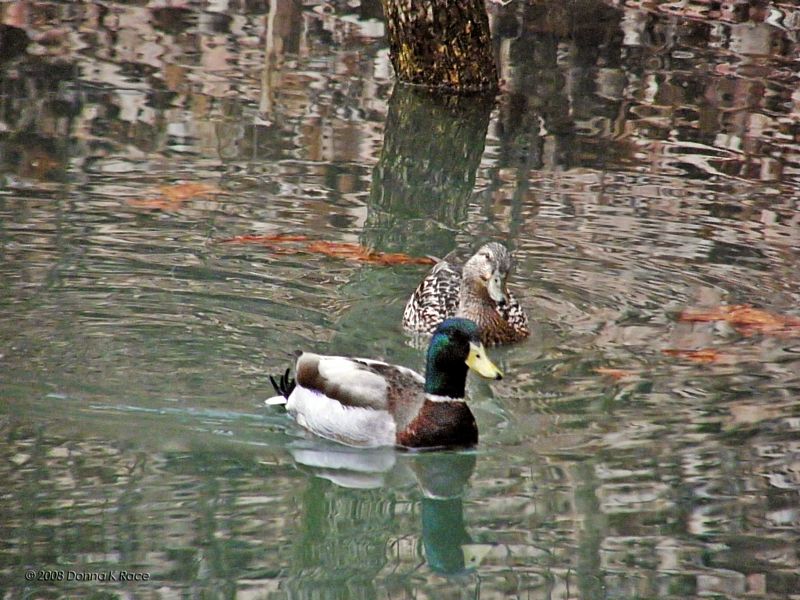 The next day...a pair of Mallards!