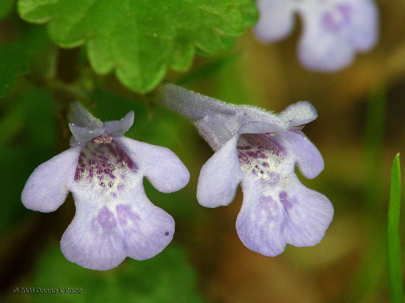 Ground Ivy, Gill over the Ground, or Creeping Charlie...