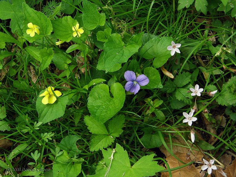 Common Blue and Downy Yellow Violets, Spring Beauties