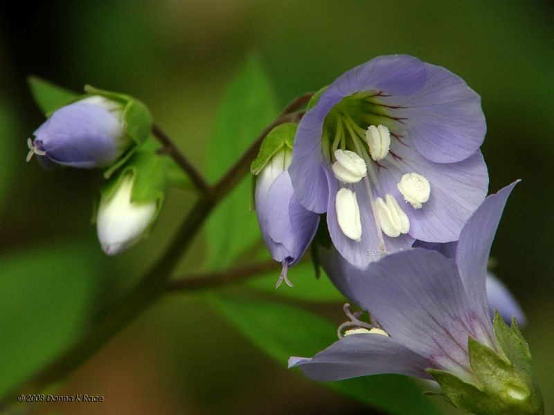 Greek Valerian